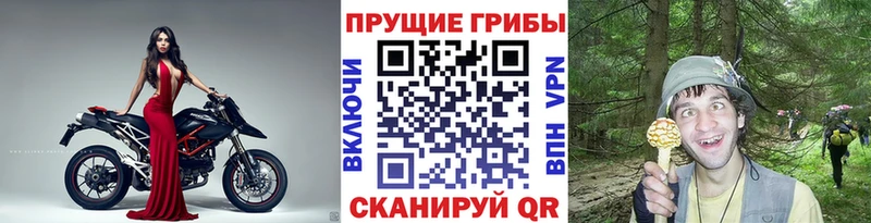 Псилоцибиновые грибы Psilocybe  магазин продажи   Кемерово 
